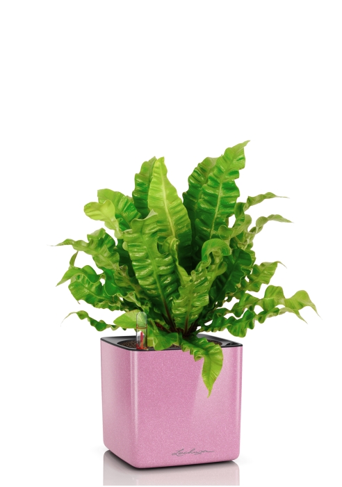Асплениум Криспи в CUBE GLOSSY KISS 14, нежно-розовый блестящий