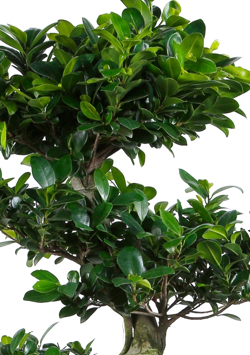 Фикус бонсай макси 50/150 см