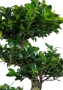 Фикус бонсай макси 50/150 см