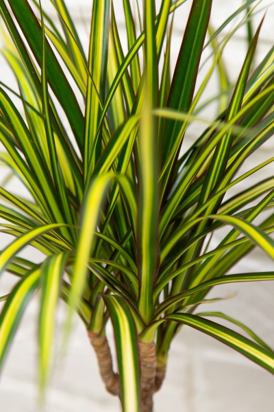 Драцена Маргината Санрей 12/40 см в OJO