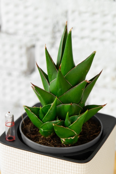 Сансевиерия Аббей Краун 12/25 см