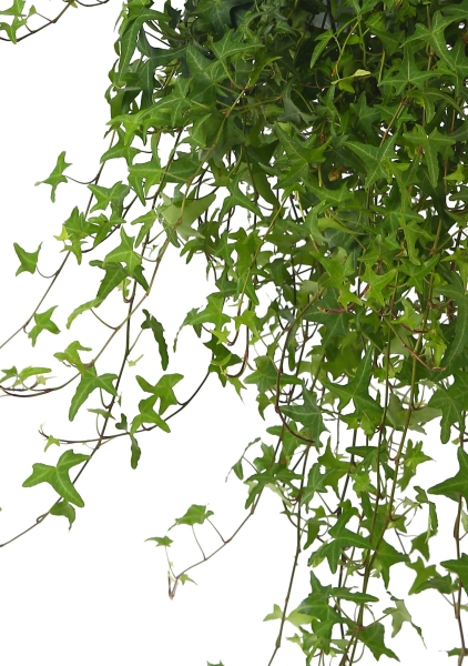 Хедера 17/60 см