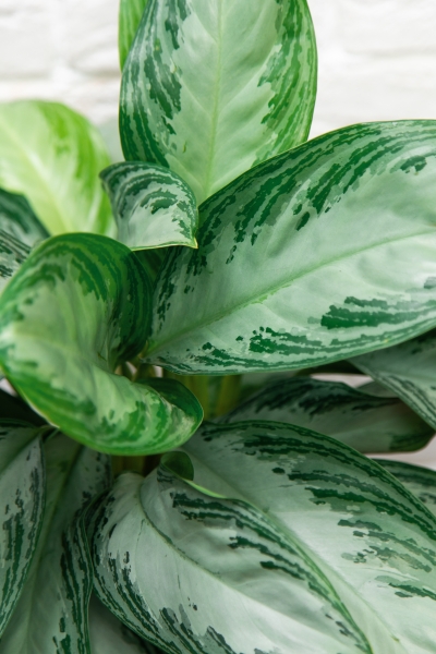 Аглаонема Сильвер Бей в RONDO 32