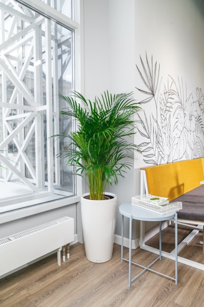 Хризалидокарпус Арека 24/160 см в RONDO 32