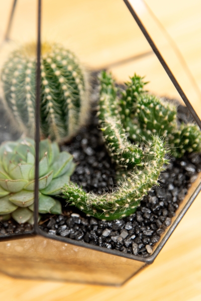 Флорариум - мини капля с кактусами и суккулентами