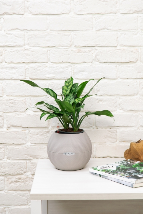 Аглаонема Мария в PURO 20