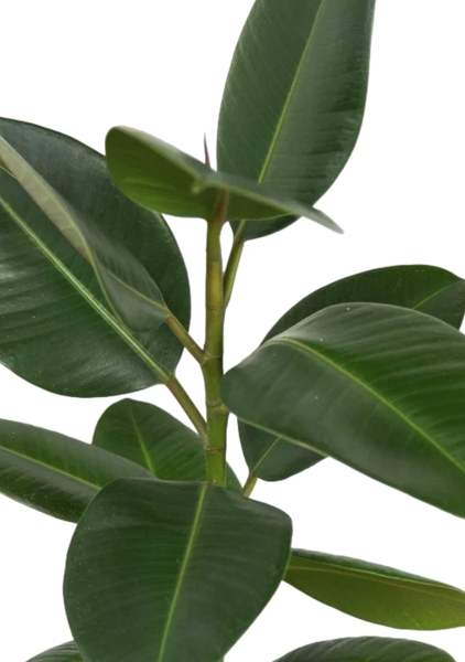 Фикус Эластика Робуста 17/60 см Фикус Эластика Робуста 17/60 см