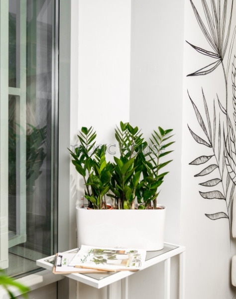 Замиокулькас в DELTA 20