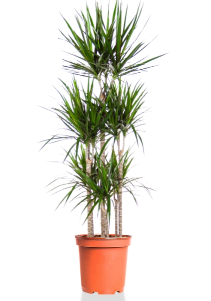 Драцена Маргината карусель 30/150 см