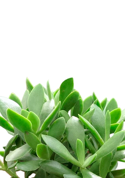 Крассула Мани Мейкер 10/15 см в MINI DELTINI 10