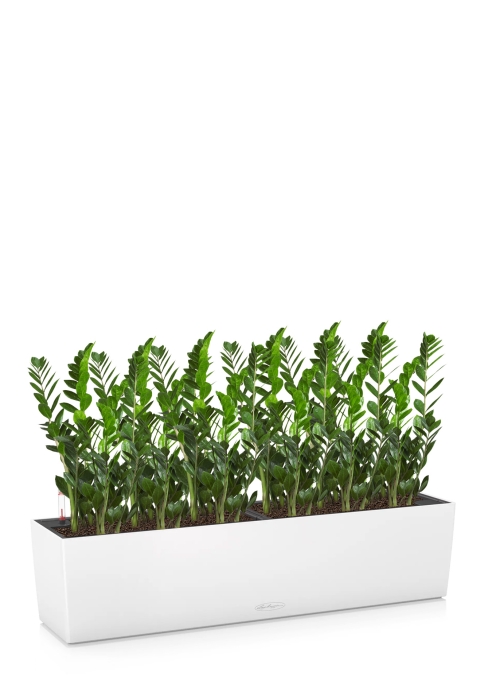 Замиокулькас в BALCONERA 80, белый