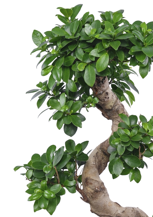 Фикус Микрокарпа бонсай в RONDO 40