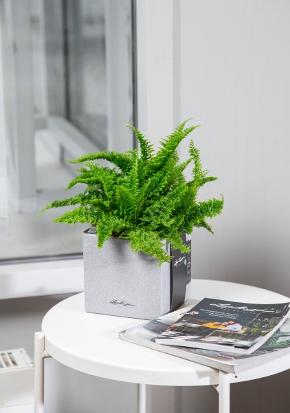 Папоротник Нефролепис Возвышенный 12/25 см Папоротник Нефролепис Возвышенный 12/25 см