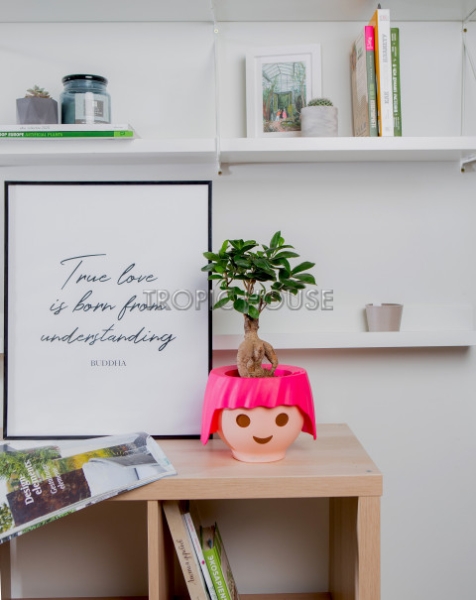 Фикус бонсай в OJO Фикус бонсай в OJO