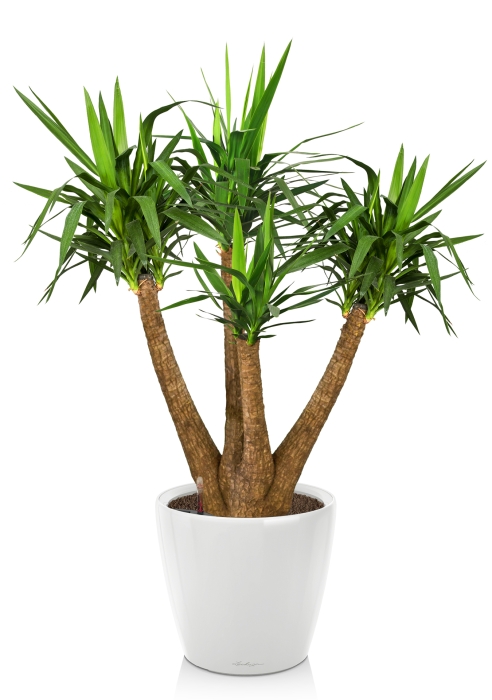 Юкка Элефантис в CLASSICO LS 50, белый блестящий