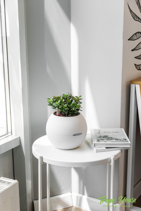 Овата минор в PURO 20