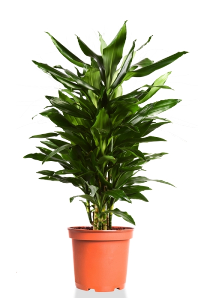 Драцена Джанет Линд бранч 27/110 см
