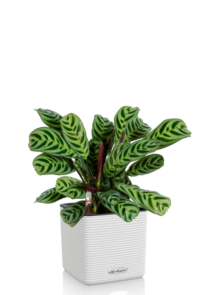 Ктенанта Бурле в CUBE 14, белый