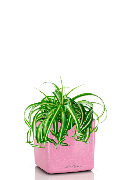Хлорофитум Бонни 12/25 см в CUBE GLOSSY KISS 14, нежно-розовый блестящий