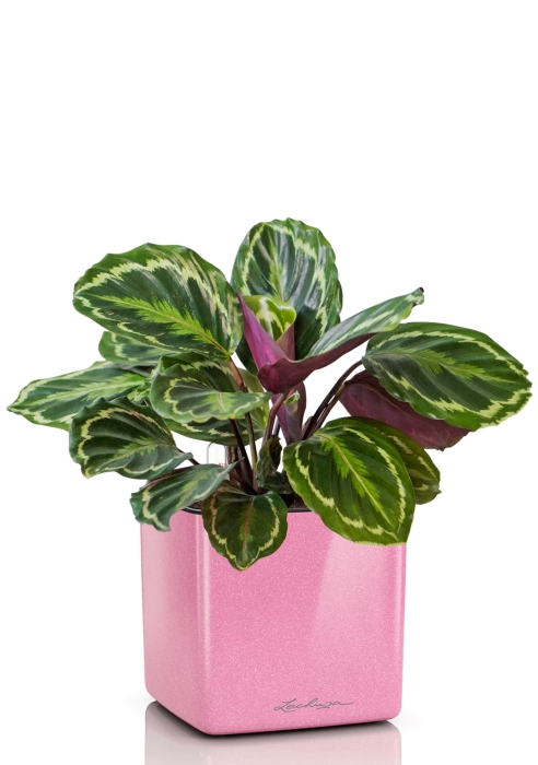 Калатея Медальон 12/40 см в CUBE GLOSSY KISS 14, нежно-розовый блестящий