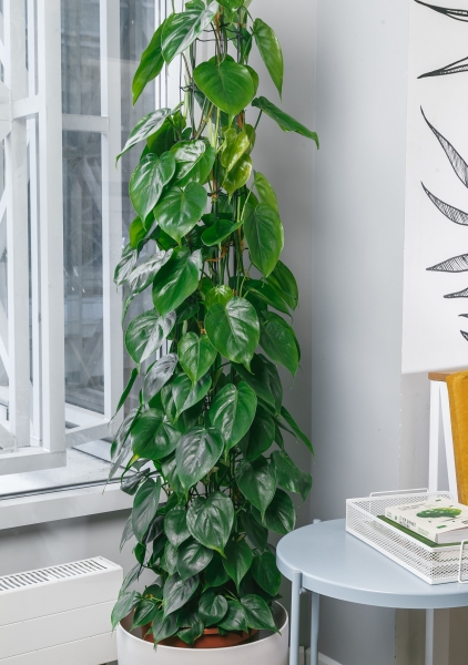 Филодендрон Сканденс на решетке 27/160 см