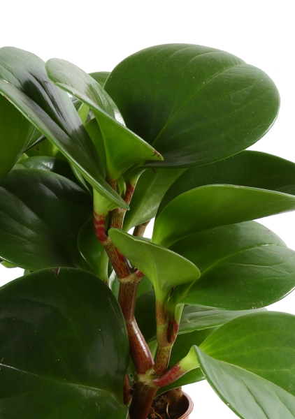 Пеперомия Грин 12/20 см Пеперомия Грин 12/20 см