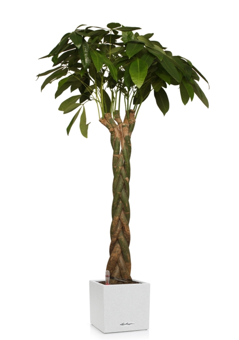 Пахира 27/170 см в CANTO STONE LOW 30