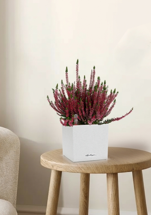 Вереск (Эрика) бордовый в CANTO Stone 14