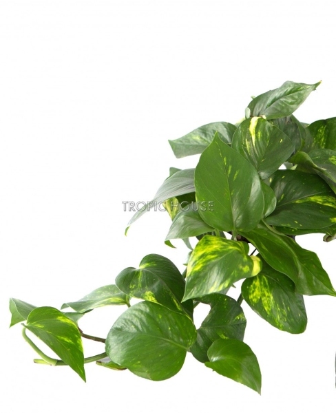 Лиственный микс с Антуриумом BALCONERA COLOR 50 Лиственный микс с Антуриумом BALCONERA COLOR 50