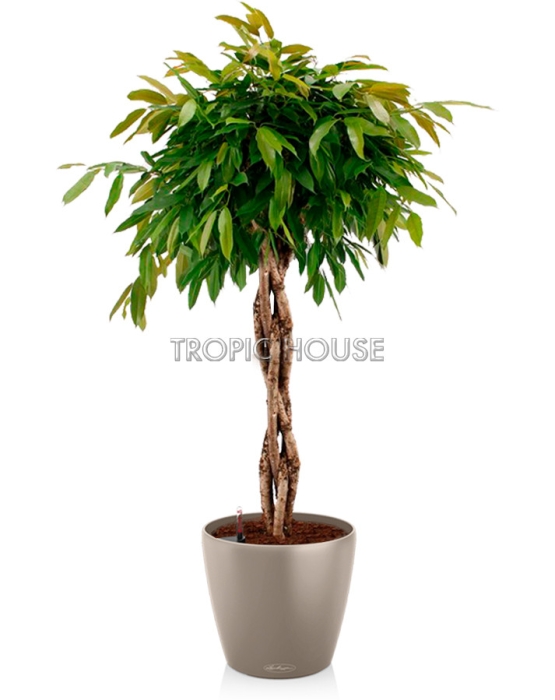  Фикус Амстел Кинг CLASSICO COLOR 43/140 см Песочно-коричневый