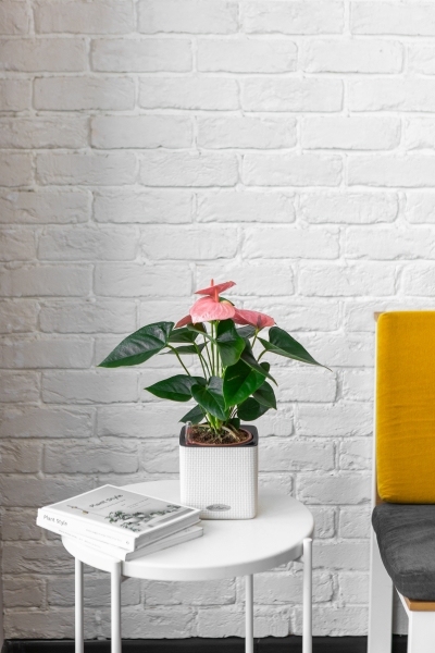 Антуриум розовый в CUBE COLOR 14 Антуриум розовый в CUBE COLOR 14