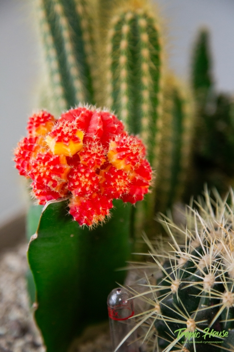 Композиция с кактусами в CUBETO COLOR 30