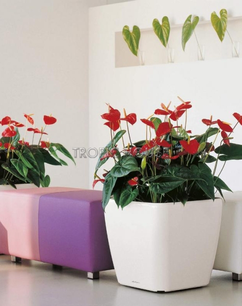 Кашпо LECHUZA QUADRO LS 50х47 см