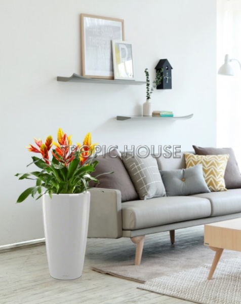 Вриезии микс в RONDO 32 Вриезии микс в RONDO 32