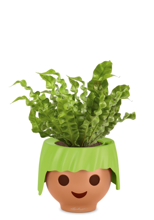 Асплениум OJO 35 см, Зеленый