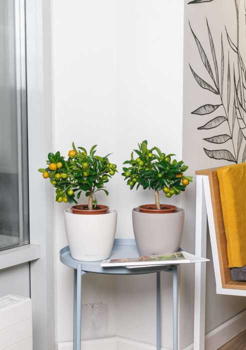 Цитрус Каламондин 15/40 см