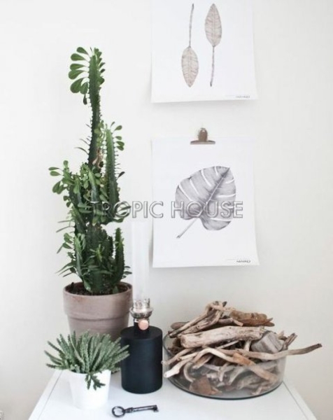 Эуфорбия Молочай тригона 17/75 см