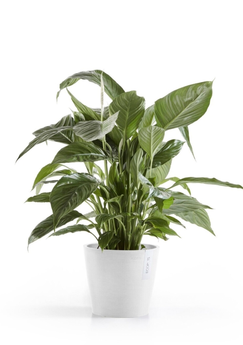 Ecopots Amsterdam 20