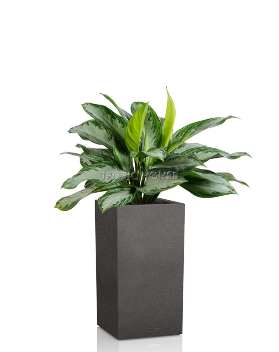 Аглаонема Сильвер Бей CANTO STONE HIGH 30/100 см Графитовый черный