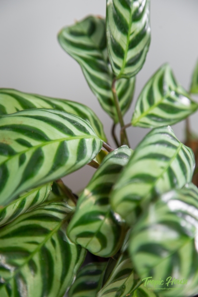 Ктенанта в CANTO STONE 14