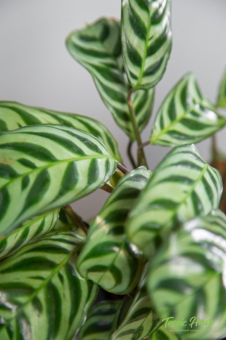 Ктенанта в CANTO STONE 14