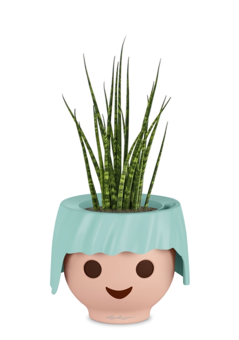 Сансевиерия Фернвуд в OJO, голубой