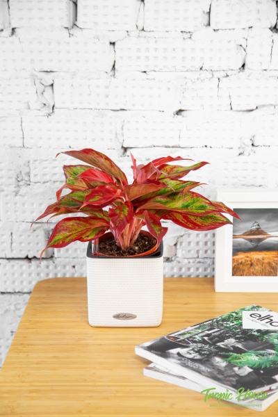 Аглаонема Крит в CUBE Glossy 14