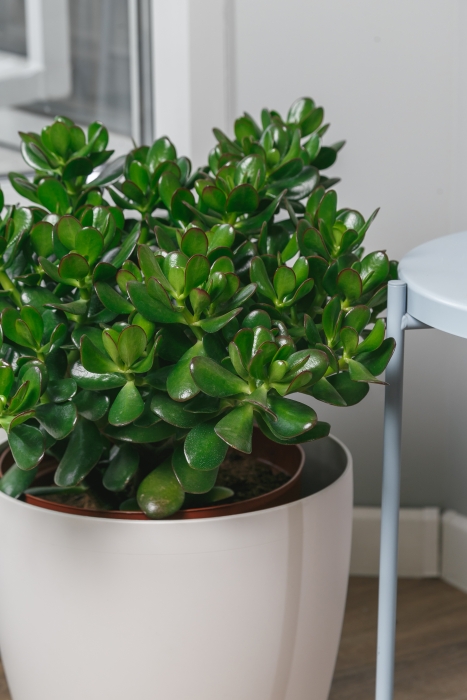 Крассула Овата 29/50 см