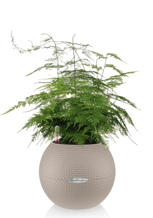 Аспарагус в PURO 20, песочно-коричневый 