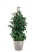 Фикус Бенджамина Даниэль 27/120 см в CLASSICO COLOR 35
