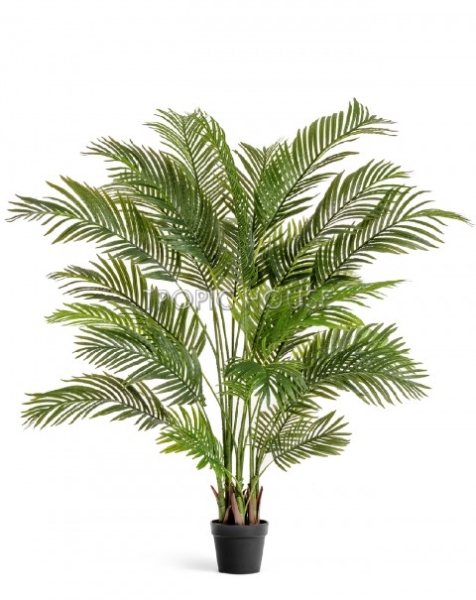 Пальма Арека Хризалидокарпус