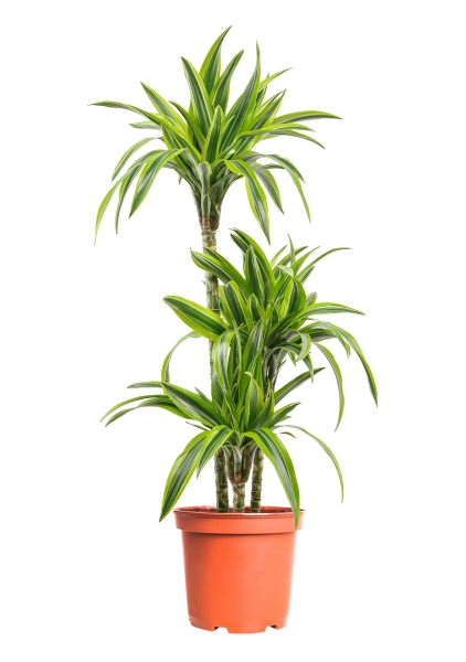 Драцена Лемон Лайм 3 ствола 21/100 см