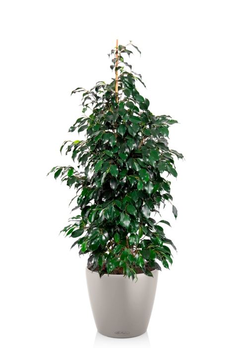 Фикус Бенджамина Даниэль 27/120 см в CLASSICO COLOR 35