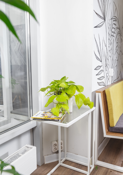 Сциндапсус Голден Потос в CUBE COLOR 16 Сциндапсус Голден Потос в CUBE COLOR 16